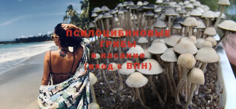 купить   Железногорск  Галлюциногенные грибы MAGIC MUSHROOMS 